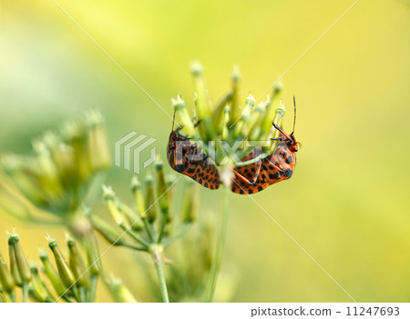 Mating two shield bugs on blurry background 11247693