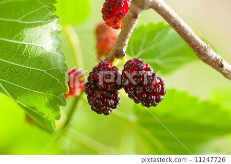 Macro of mulberry Macro of mulberry 11247726