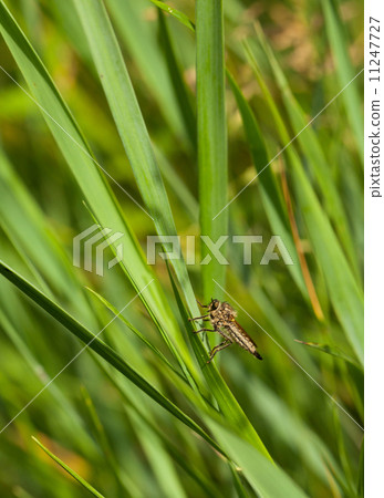 Robber fly 11247727