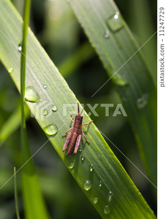 Tiny grasshopper 11247729