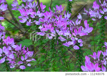  Cleome 11248076