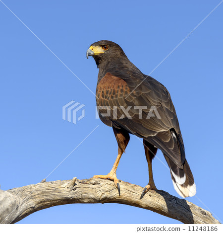 Harris Hawk 11248186