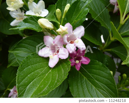 Habitat Habitat 11248218