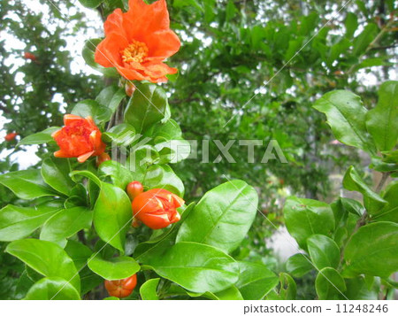 Pomegranate flower Pomegranate flower 11248246