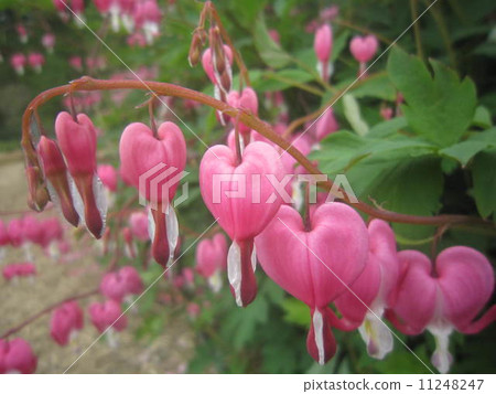 Suzara的心花 11248247