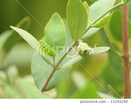 Jojoba seeds 11248280