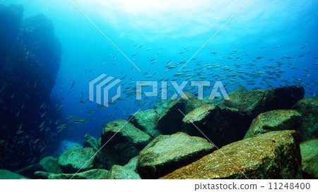 Kozu島水下景觀 11248400