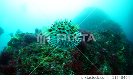 Kozu島水下景觀 Kozu島水下景觀 11248404