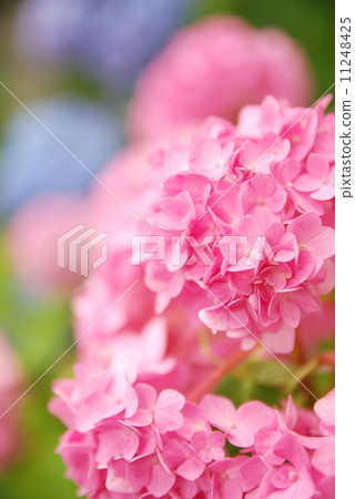 Pink Hydrangea Pink Hydrangea 11248425