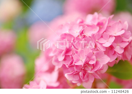 Pink Hydrangea 11248426