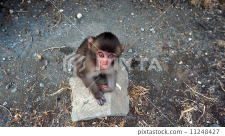 Wakatsuki's monkey 11248427