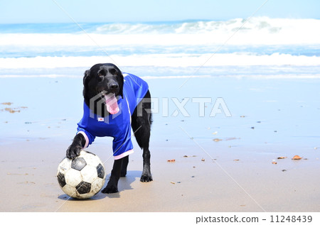 我找到一個足球♪ 11248439