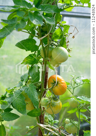 Tomatoes ripening in the greenhouse 11248924
