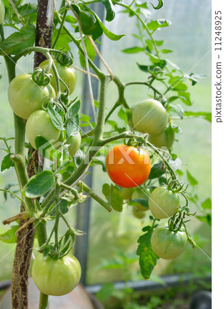 Tomatoes ripening in the greenhouse Tomatoes ripening in the greenhouse 11248925