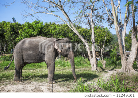 asia elephant 11249101