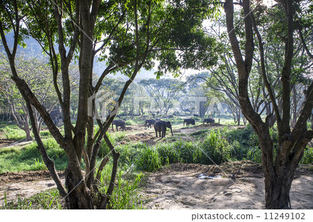 asia elephant 11249102