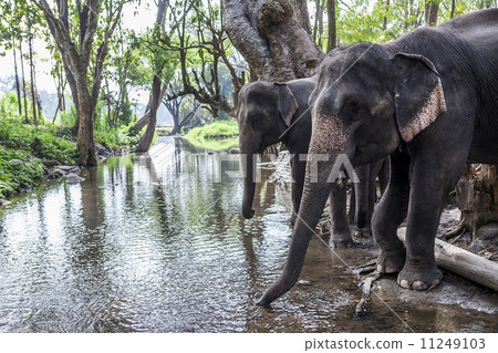 asia elephant 11249103