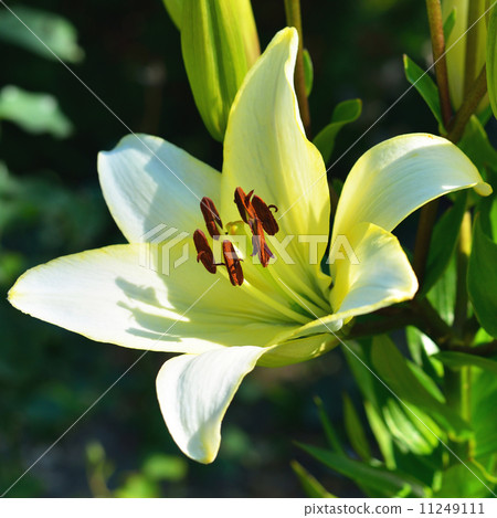 圖庫照片: lily flower