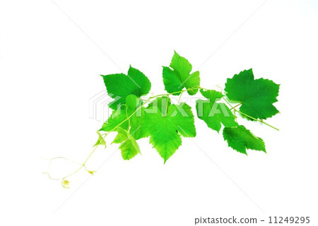 葉子背景材料·葡萄的分支和葉子（特拉華州）·1個分支·多個橫向位置 11249295