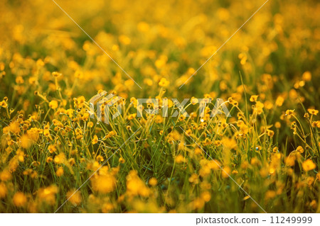 Flowers on summer field Flowers on summer field 11249999