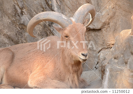 Burberry sheep - Stock Photo [11250012] - PIXTA