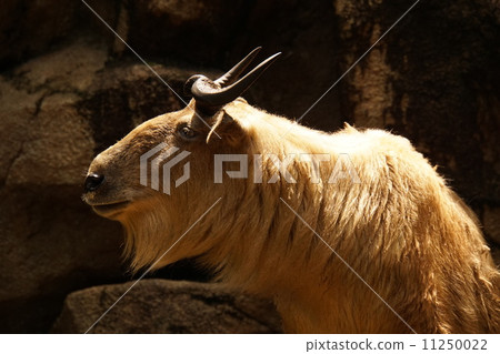 Golden Takin 11250022
