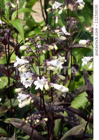 Pentostemon·Hascar紅色 Pentostemon·Hascar紅色 11250030