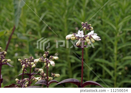 Pentostemon·Hascar紅色 Pentostemon·Hascar紅色 11250034