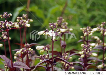 Pentostemon·Hascar紅色 11250035