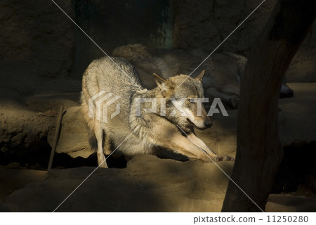 Wolf stretching after a nap, 11250280