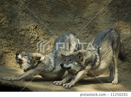 Couple of wolfs, body stretching, Couple of wolfs, body stretching, 11250281