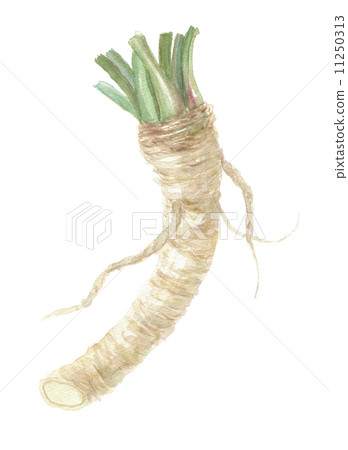 辣根蘿蔔 辣根蘿蔔 11250313