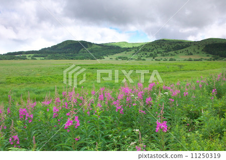 Yashima Mogara 11250319