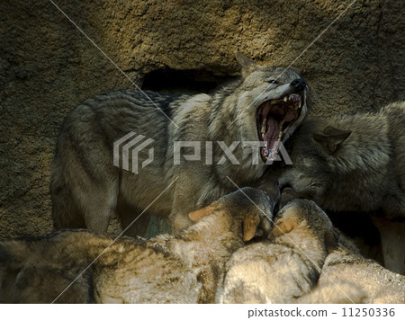 Aggressive wolf, , frightful snout, 11250336