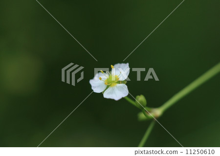Natural plant Sajiomodaka, small and beautiful flowers will bloom, but it will be a traditional Chinese medicine Natural plant Sajiomodaka, small and beautiful flowers will bloom, but it will be a traditional Chinese medicine 11250610