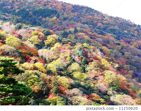Arashiyama autumn leaves Arashiyama autumn leaves 11250620