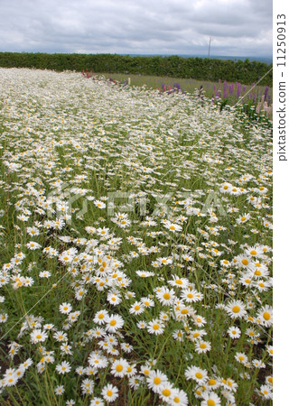 Hokkaido flowers Hokkaido flowers 11250913