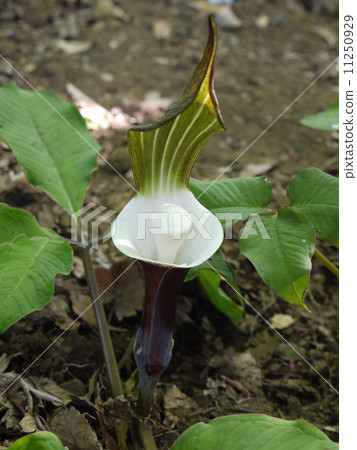 多文化雪蟹 11250929