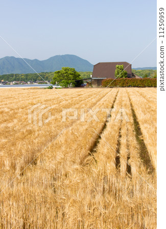 麥田 11250959