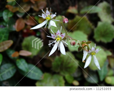 虎耳草 11251055
