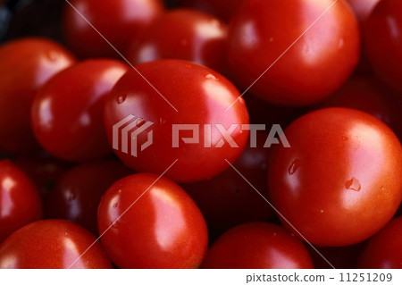 夏季蔬菜(西紅柿) 夏季蔬菜(西紅柿) 11251209