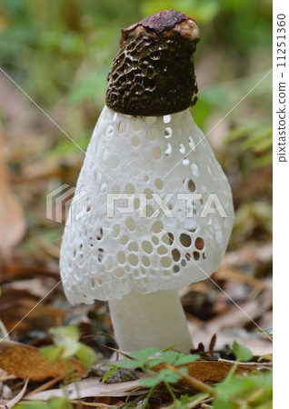 竹蓀屬 竹蓀屬 11251360