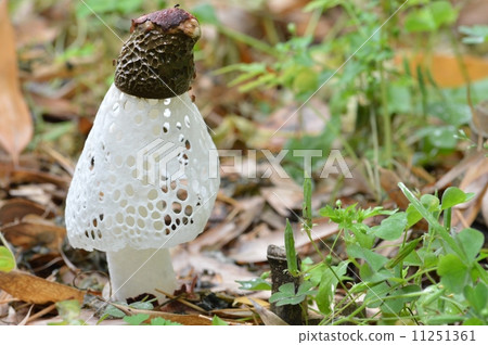 竹蓀屬 竹蓀屬 11251361