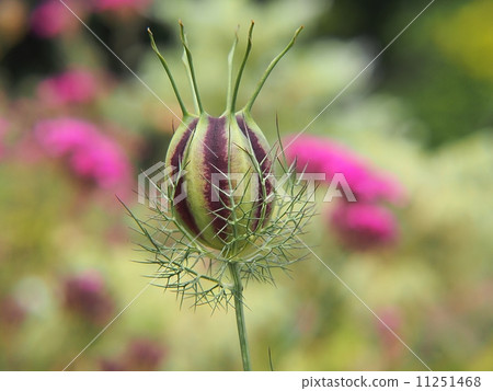 Nigella Nigella 11251468