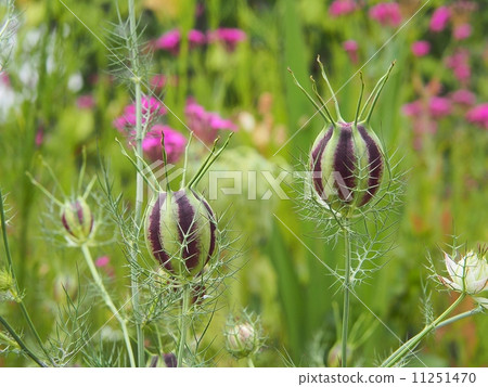 Nigella Nigella 11251470