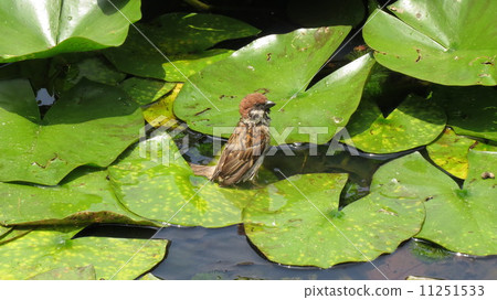 Water lily leaves and sparrows 11251533