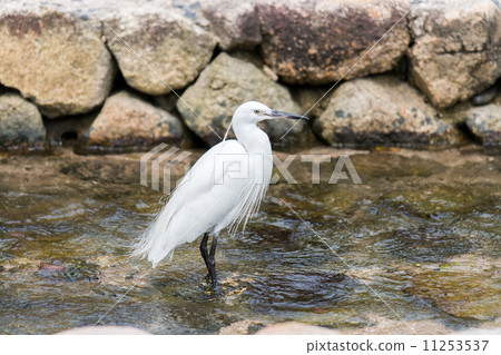 White Heron and Brook 11253537