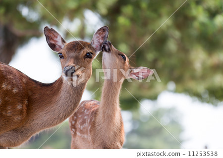 Deer and parents Deer and parents 11253538