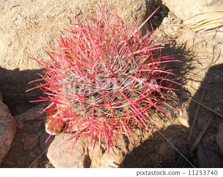 Cactus Cactus 11253740