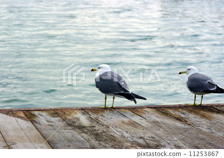 Seabird and wood deck 11253867